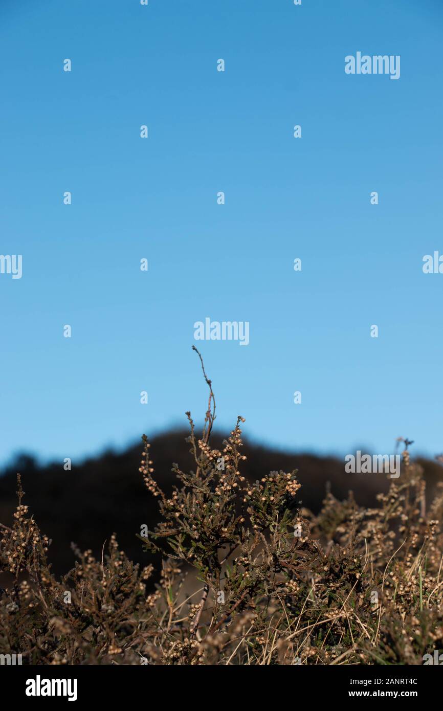 Primo piano di brughiera con cielo blu sullo sfondo Foto Stock