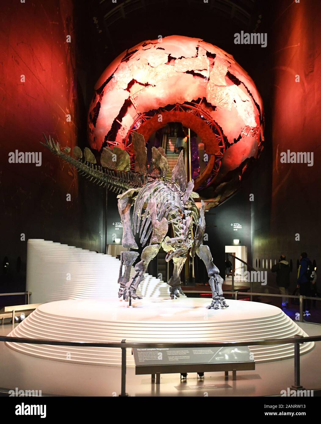 La Terra Hall con il suo red globe escalator e Stegosaurus, in terra gallerie, Red Zone, presso il Museo di Storia Naturale di Londra, Inghilterra, Regno Unito Foto Stock
