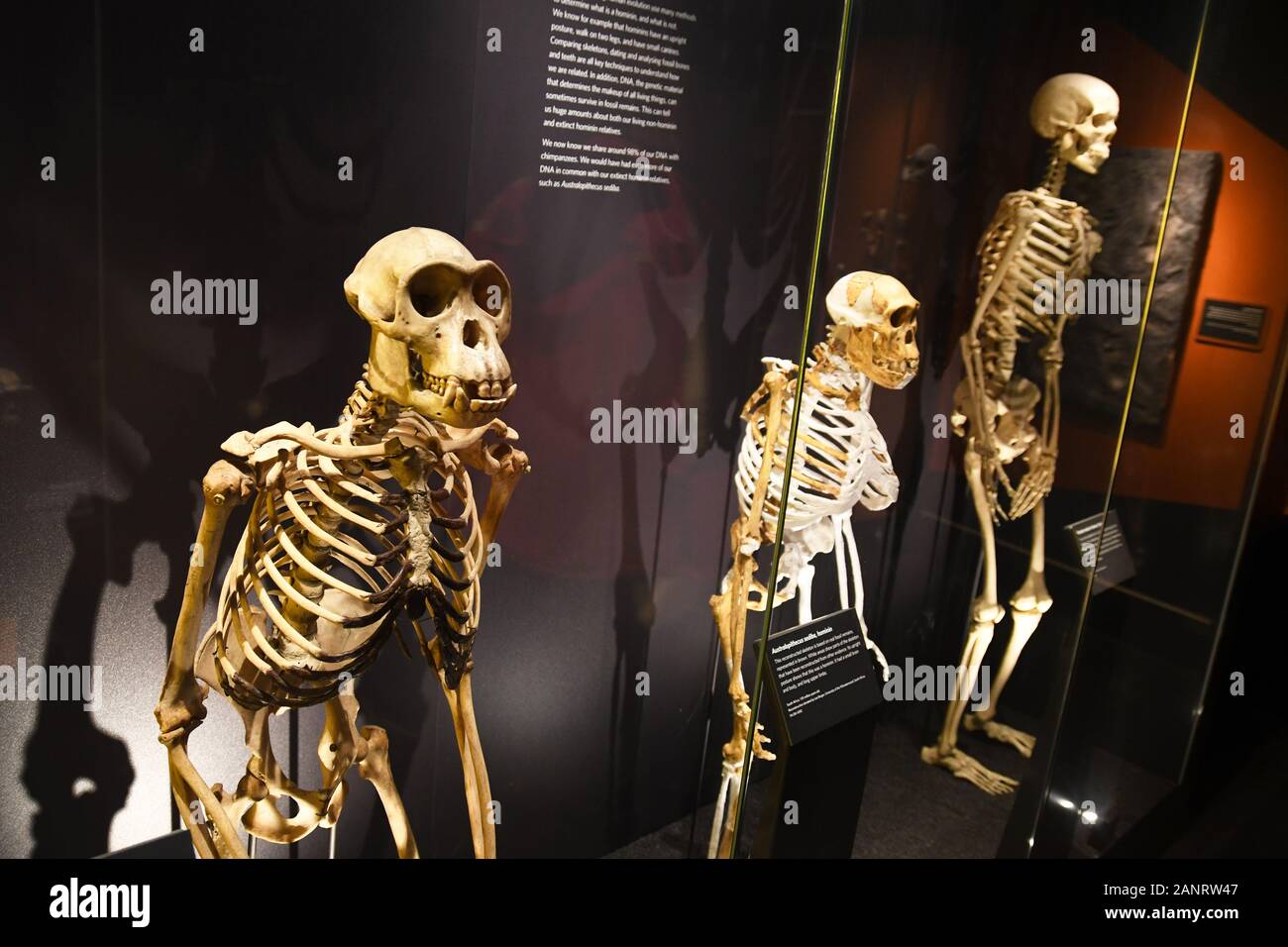 La preistoria Gallery guardando l'evoluzione umana, da scimmia all uomo, nel Museo di Storia Naturale di Londra, Inghilterra, Regno Unito Foto Stock