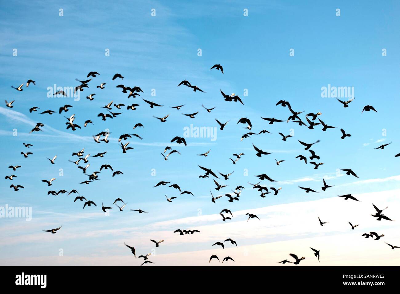 gregge di piccioni su un cielo blu Foto Stock