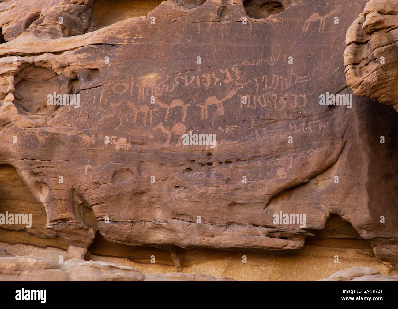 Geroglifici e cammelli incisioni rupestri su una roccia di Madain Saleh, Al Madinah Provincia, Alula, Arabia Saudita Foto Stock