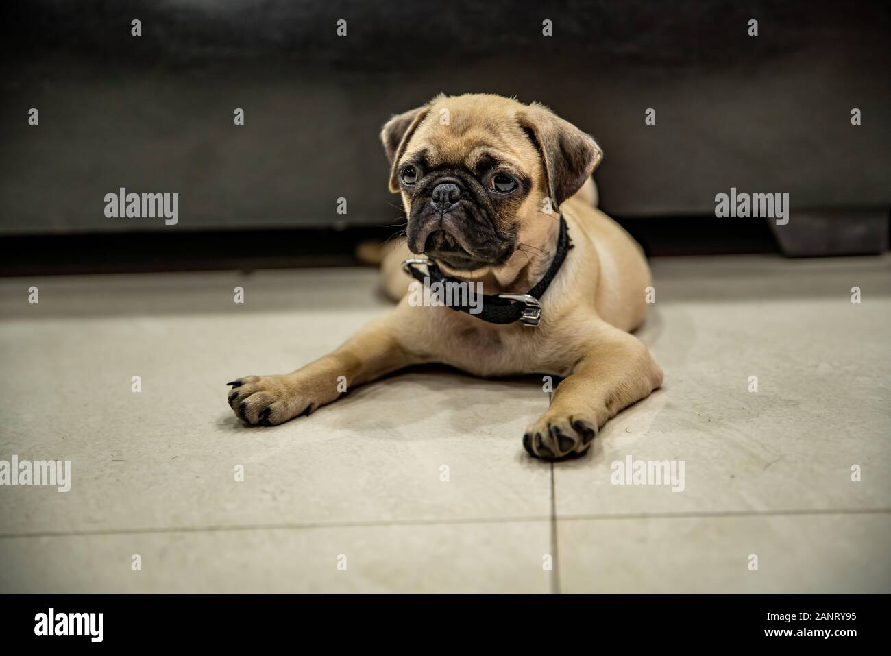 PUG posare a pavimento e cercare o aspettare qualcuno Foto Stock