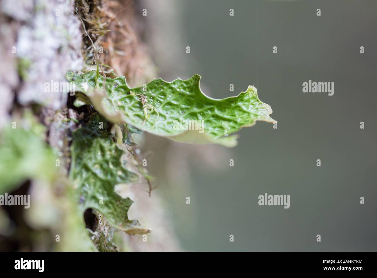 Lobaria pulmonaria, o di rovere lungwort rari licheni nel primario del bosco di faggio che cresce sulla corteccia di alberi vecchi Foto Stock