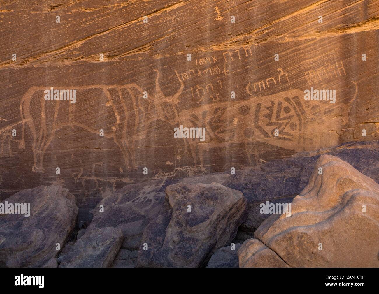 Incisioni rupestri su una roccia che raffigura le vacche, provincia di Najran, Minshaf, Arabia Saudita Foto Stock