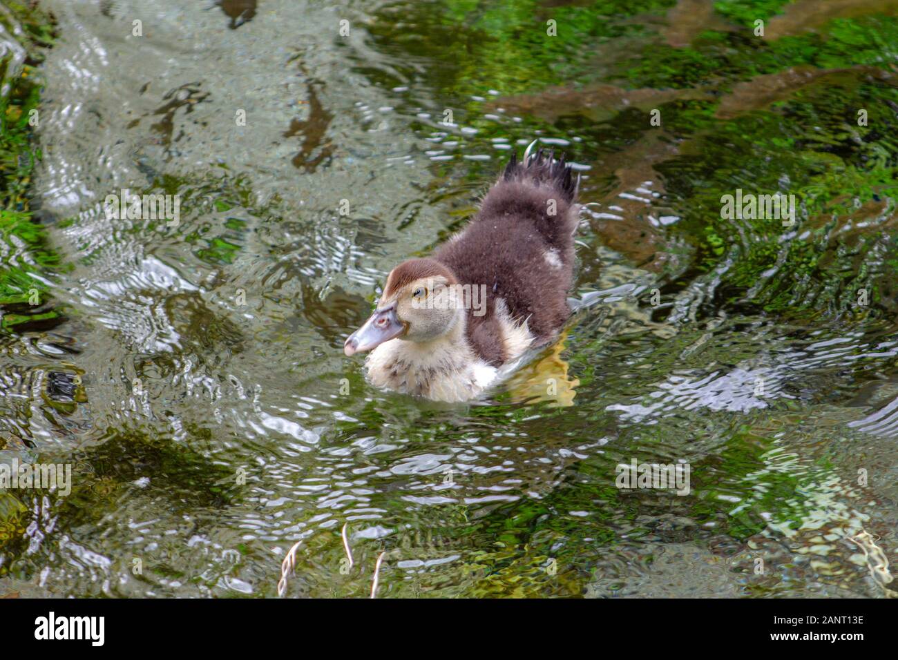 Una piccola anatra carino nello stagno Foto Stock
