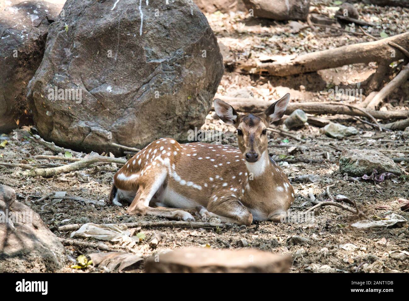 Il Chital anche sapere come spotted Deer riscontrato solo nel subcontinente indiano ha posto modelli su la sua pelliccia che uno degli unici spezie animale Foto Stock