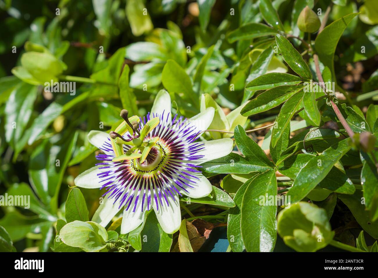 Close up di un fiore della passione che mostra intricati dettagli di perts botanici del blumo Foto Stock