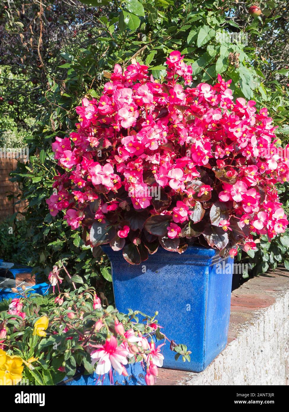 Rosa luminoso begonie in grande ceramica blu di piantatrici forniscono un schermo ideale per la zona di utilità di una piccola città giardino nel Wiltshire, Inghilterra REGNO UNITO Foto Stock