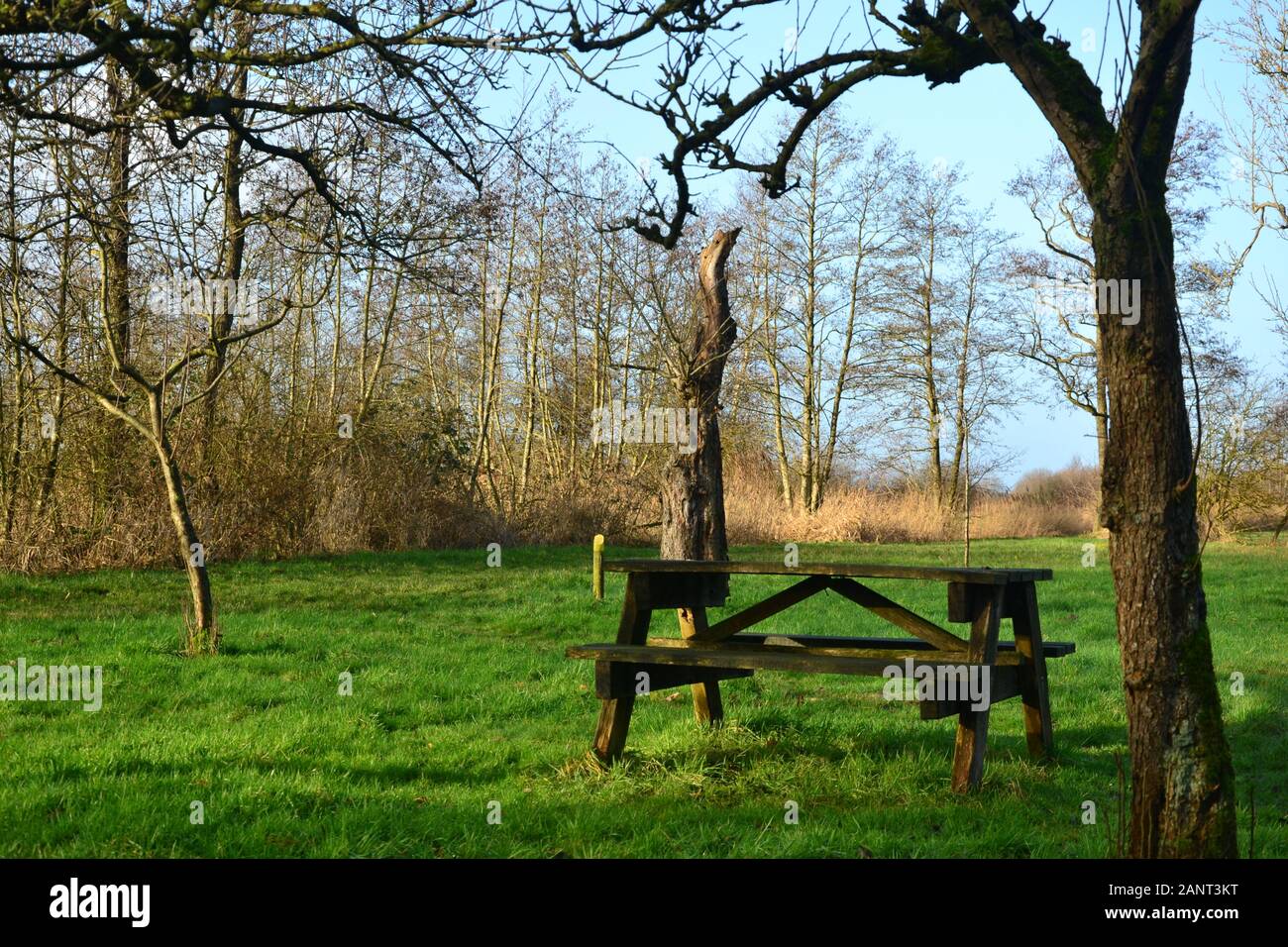 Panchina in legno pickrick nel verde paesaggio di Groningen, Paesi Bassi Foto Stock