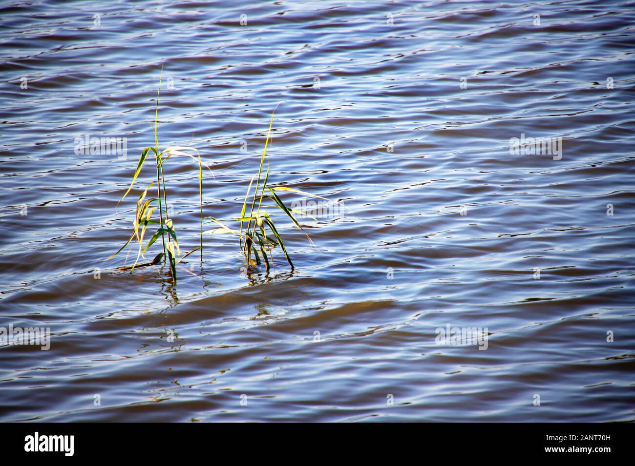 Verde di ramoscelli Reed nell'acqua di uno stagno con onde Foto Stock