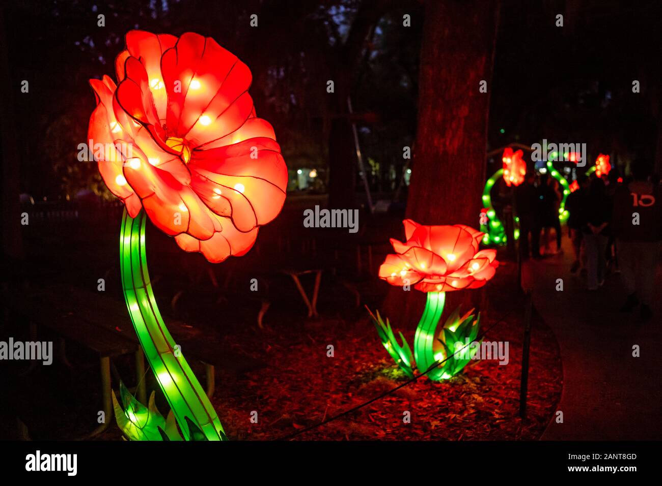 Sanford, Fla/STATI UNITI D'America - 29 DIC 2019: La Lanterna asiatici Festival, nel selvaggio, presso il Central Florida Zoo & Botanical Gardens featured oltre 30 lanter LED Foto Stock