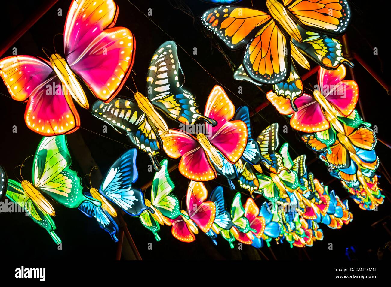 Sanford, Fla/STATI UNITI D'America - 29 DIC 2019: La Lanterna asiatici Festival, nel selvaggio, presso il Central Florida Zoo & Botanical Gardens featured oltre 30 lanter LED Foto Stock