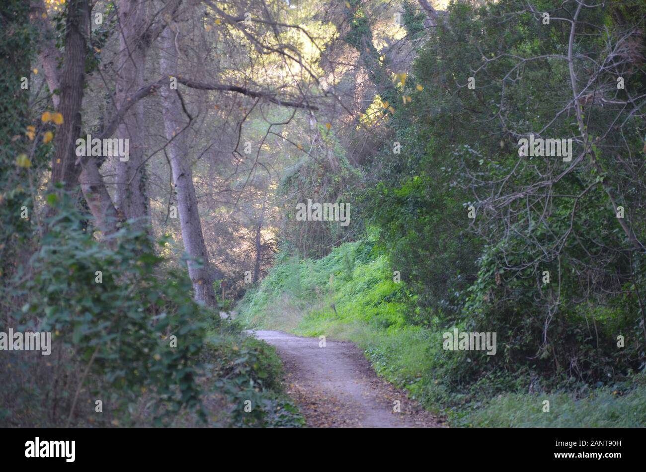 Una tasca di fitta foresta mediterranea vicino al fiume Turia, parco naturale Turia, Valencia (Spagna orientale) Foto Stock