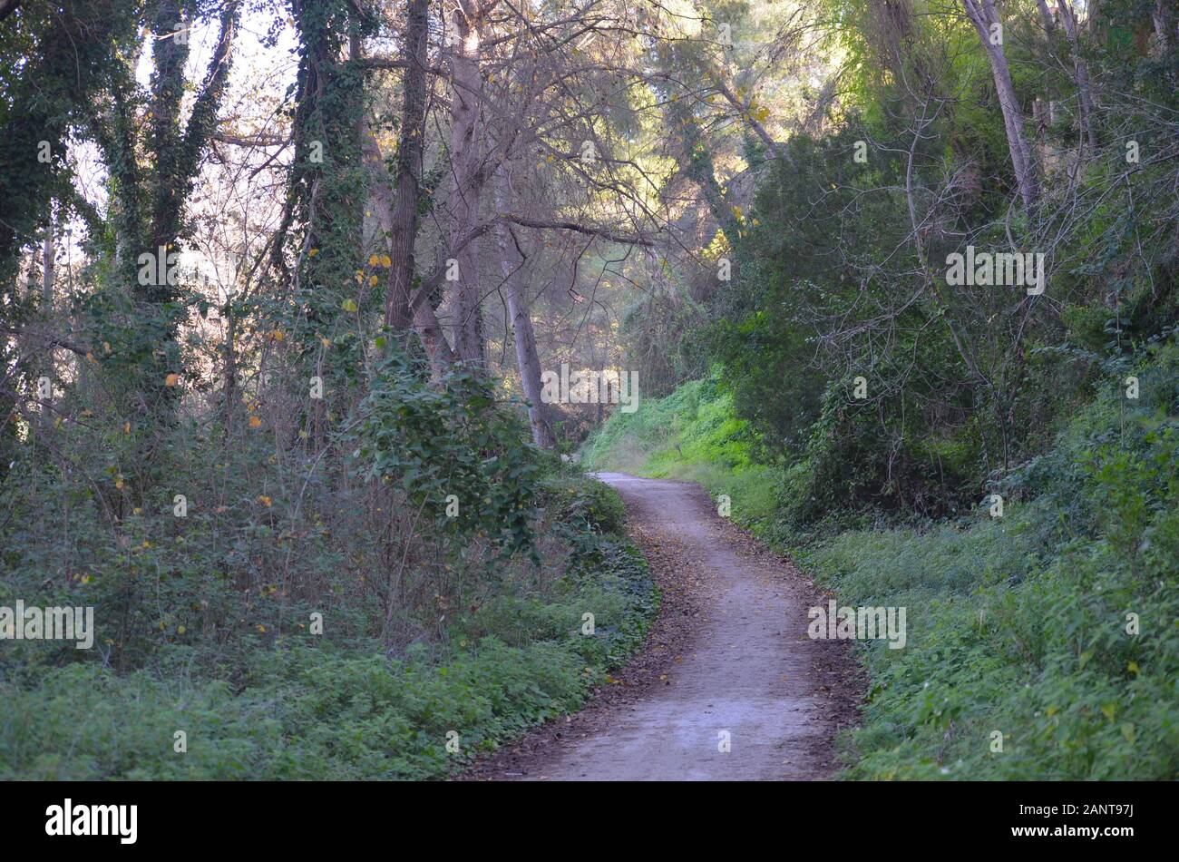 Una tasca di fitta foresta mediterranea vicino al fiume Turia, parco naturale Turia, Valencia (Spagna orientale) Foto Stock