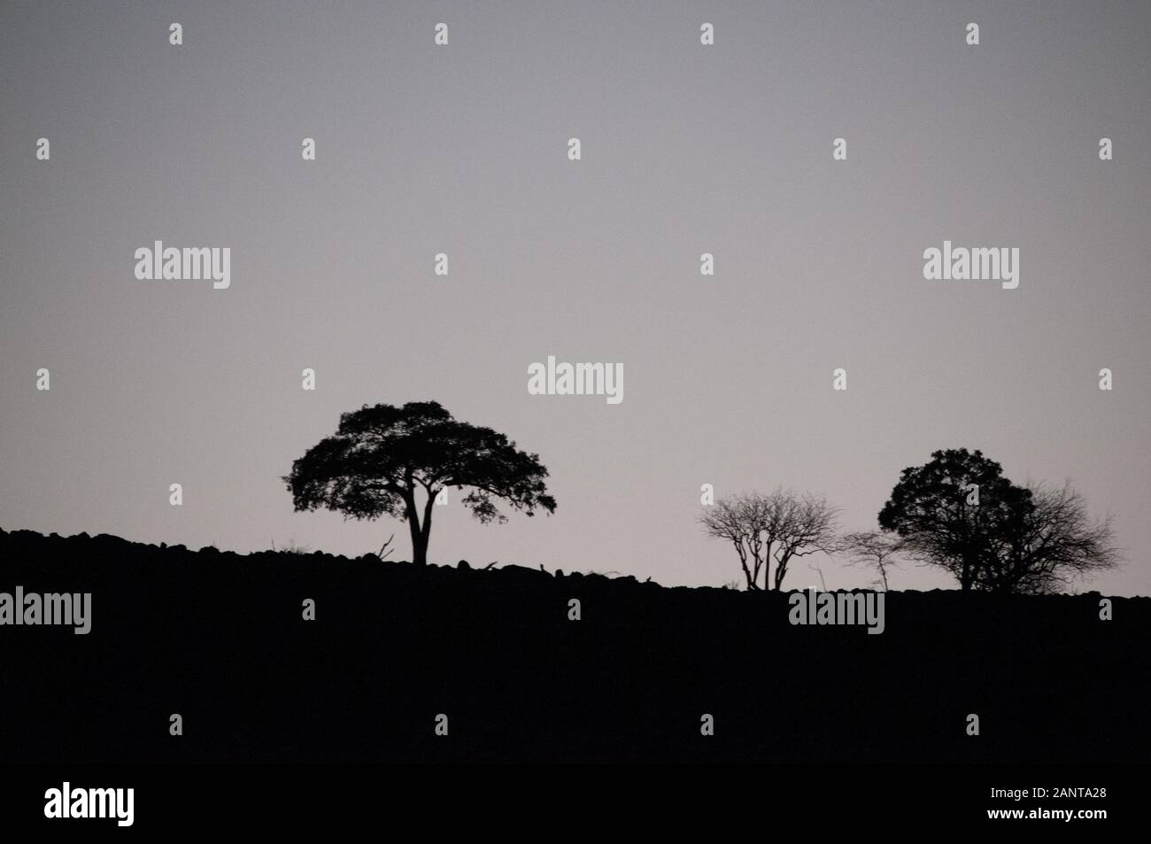 La mattina presto nel Deserto Namibiano, vicino al fiume Hoanib, nel nord ovest della Namibia Foto Stock