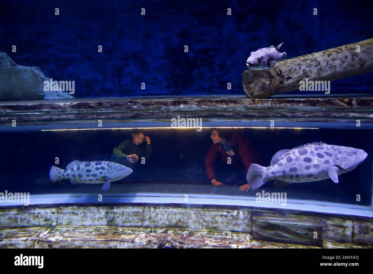 Gerusalemme. 18 gennaio, 2020. Ai visitatori di visitare un acquario in Gerusalemme il Gen 18, 2020. Credito: Gil Cohen Magen/Xinhua/Alamy Live News Foto Stock