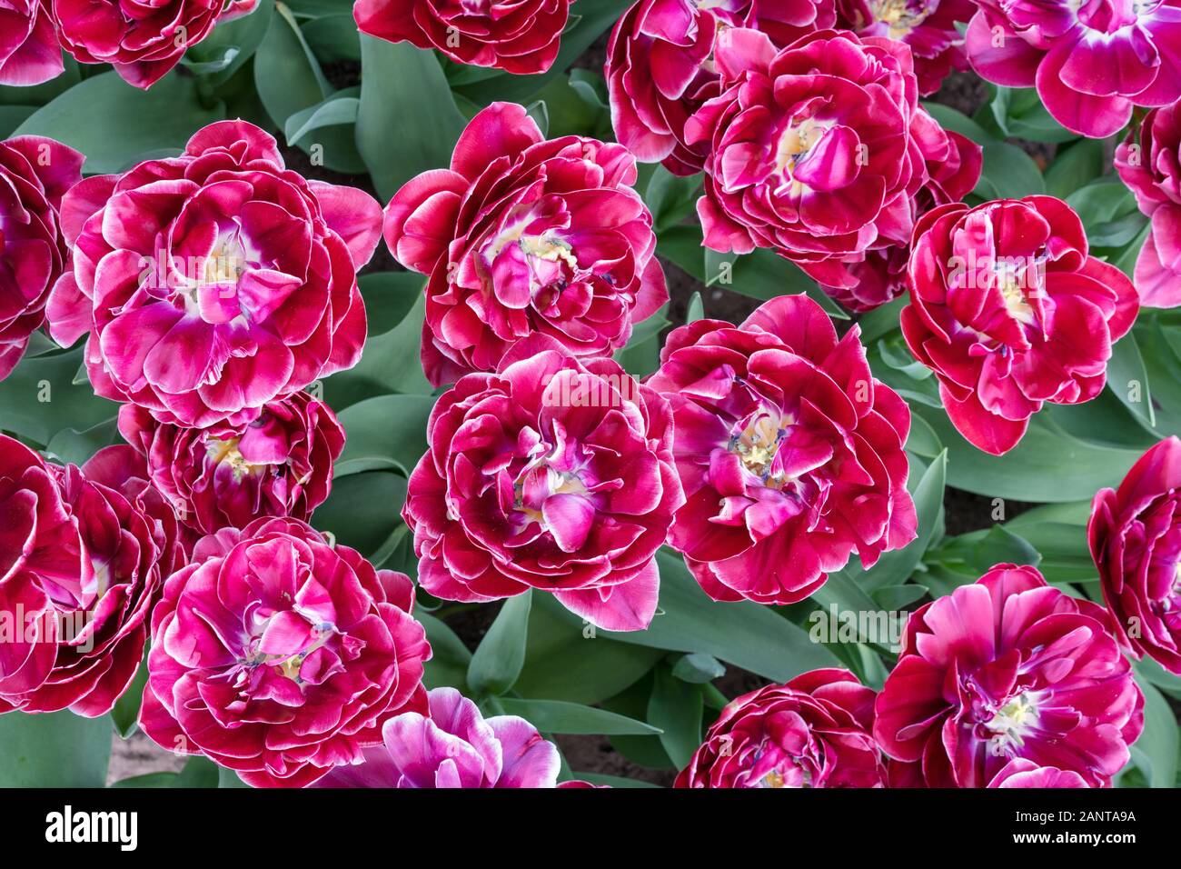 Vista superiore della rosa terry tulipani. Foto Stock