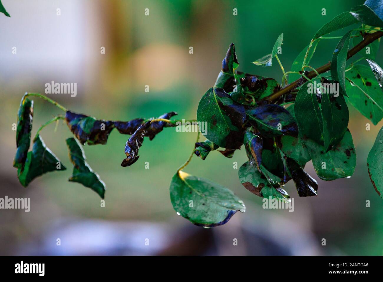 Primo piano foglia verde di ciliegia dolce con danno da ulcere di malattie e funghi di macchia marrone di monniliosi scab. Problemi di giardinaggio. Malattie fungine e virali delle piante. Foto Stock