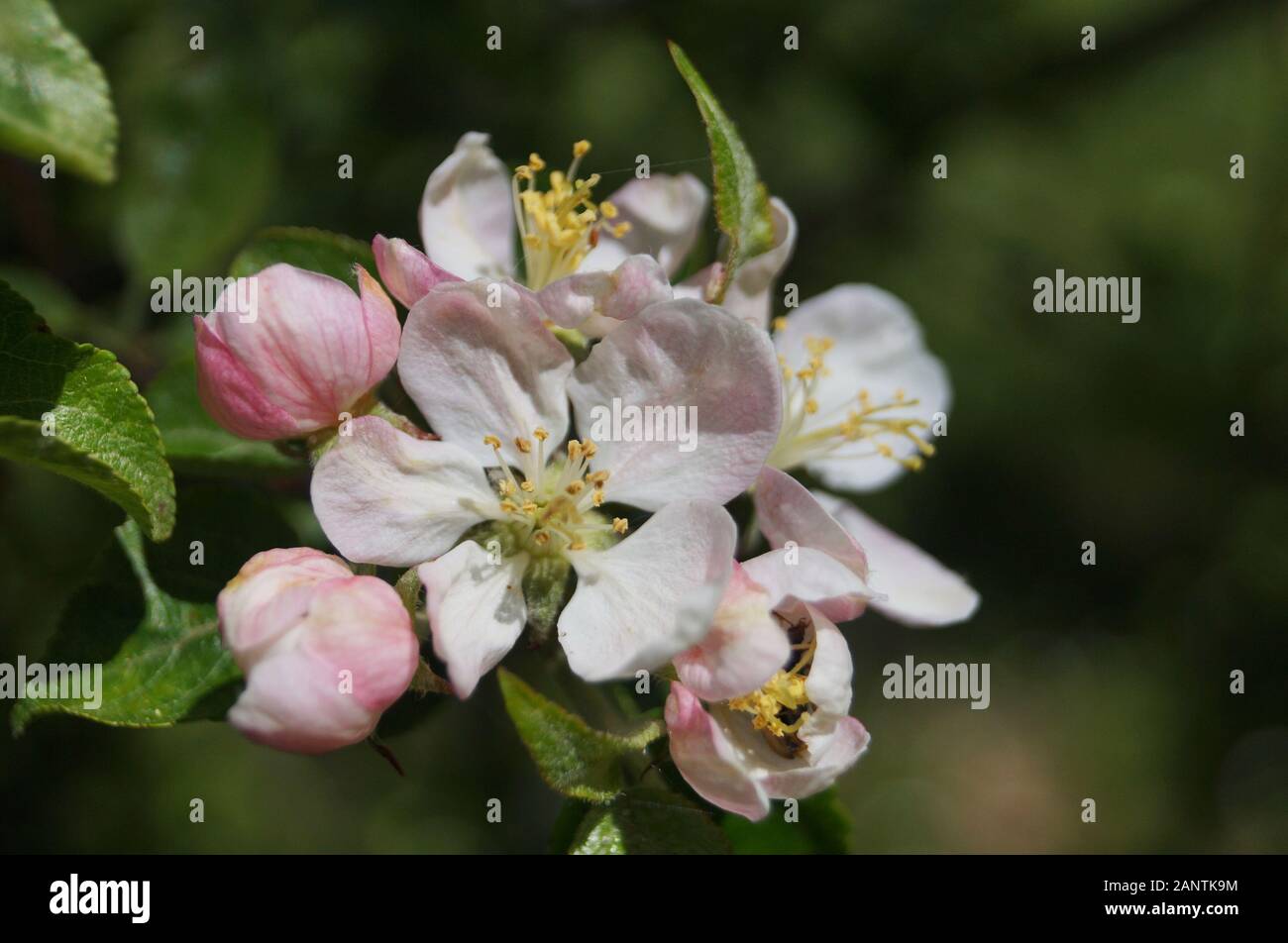 Apple ramo di albero con delicati fiori di colore rosa e foglie verdi su una giornata di primavera Foto Stock