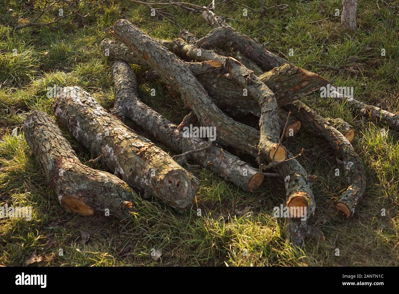 Un mucchio di legname segato tronchi e rami di un vecchio albero giacciono sull'erba Foto Stock