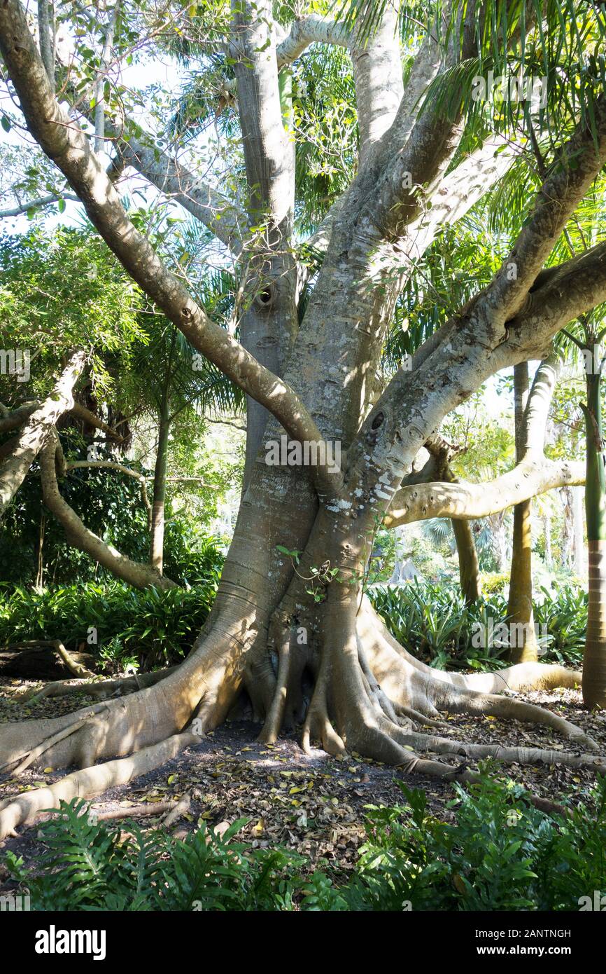 Ficus aurea a Giardini Botanici Marie Selby di Sarasota in Florida, Stati Uniti d'America. Foto Stock