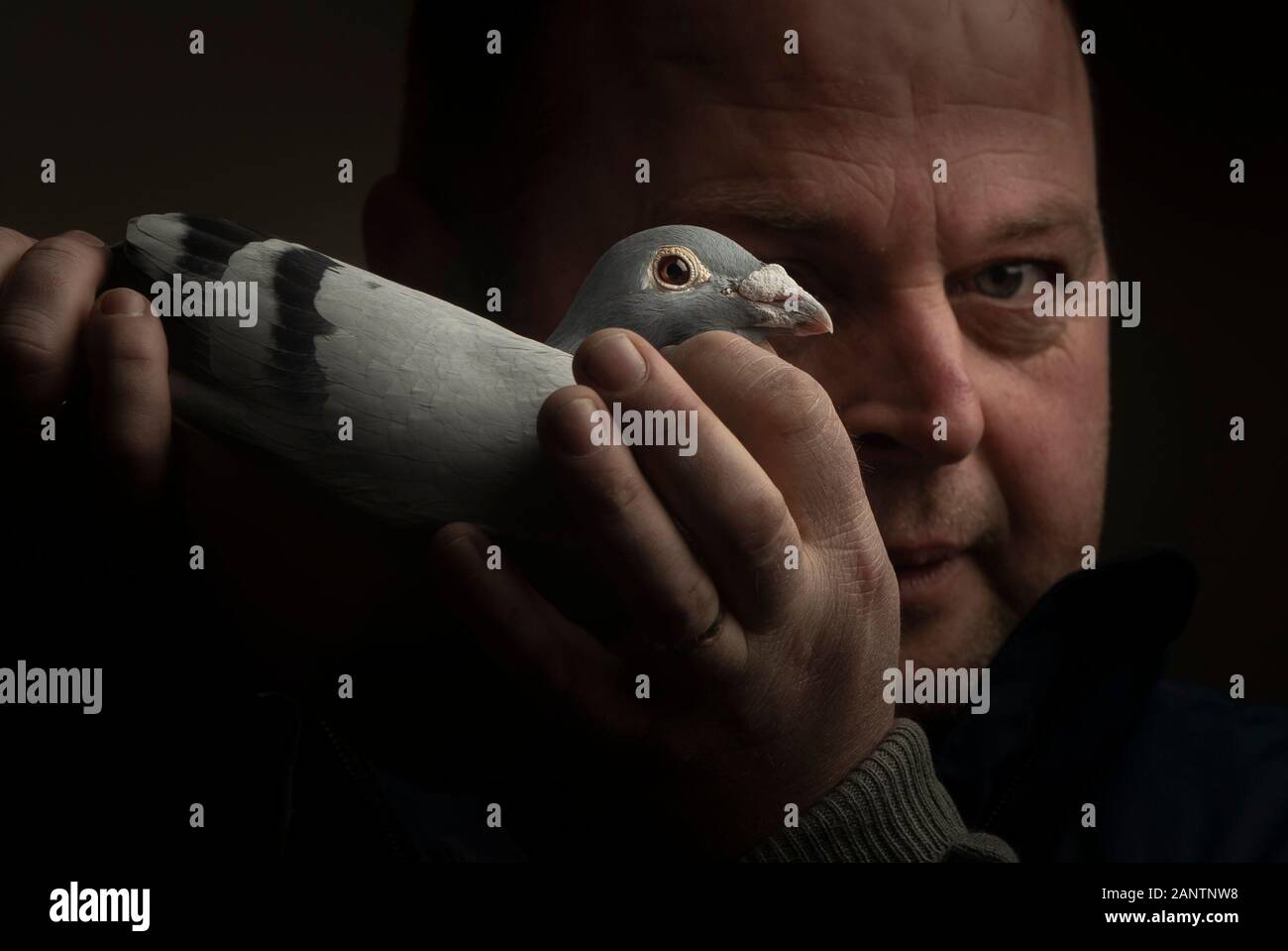 Timmy Mawhinney tenendo la sua 200 miglia di categoria, champion racing pigeon, durante l'homing britannico mostra mondiale dell'anno, il più grande spettacolo di piccione del suo genere in Europa, al Winter Gardens di Blackpool. Foto Stock
