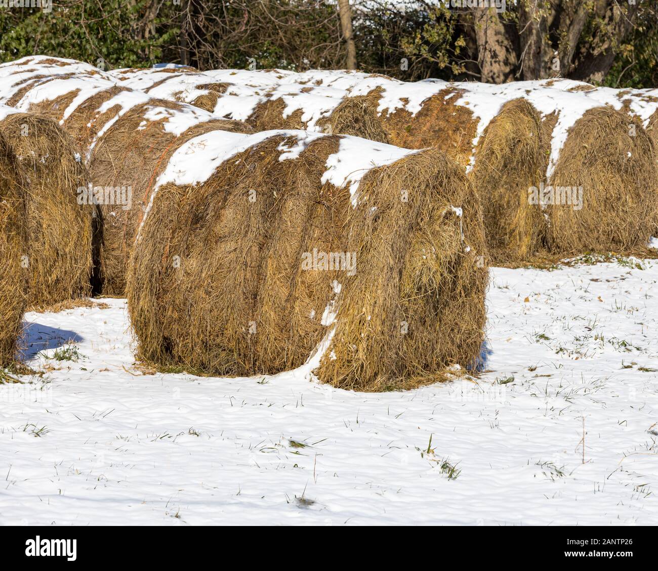 Grandi balle di fieno di erba rotonda e erba medica ricoperte di neve nel pascolo o nel campo Foto Stock
