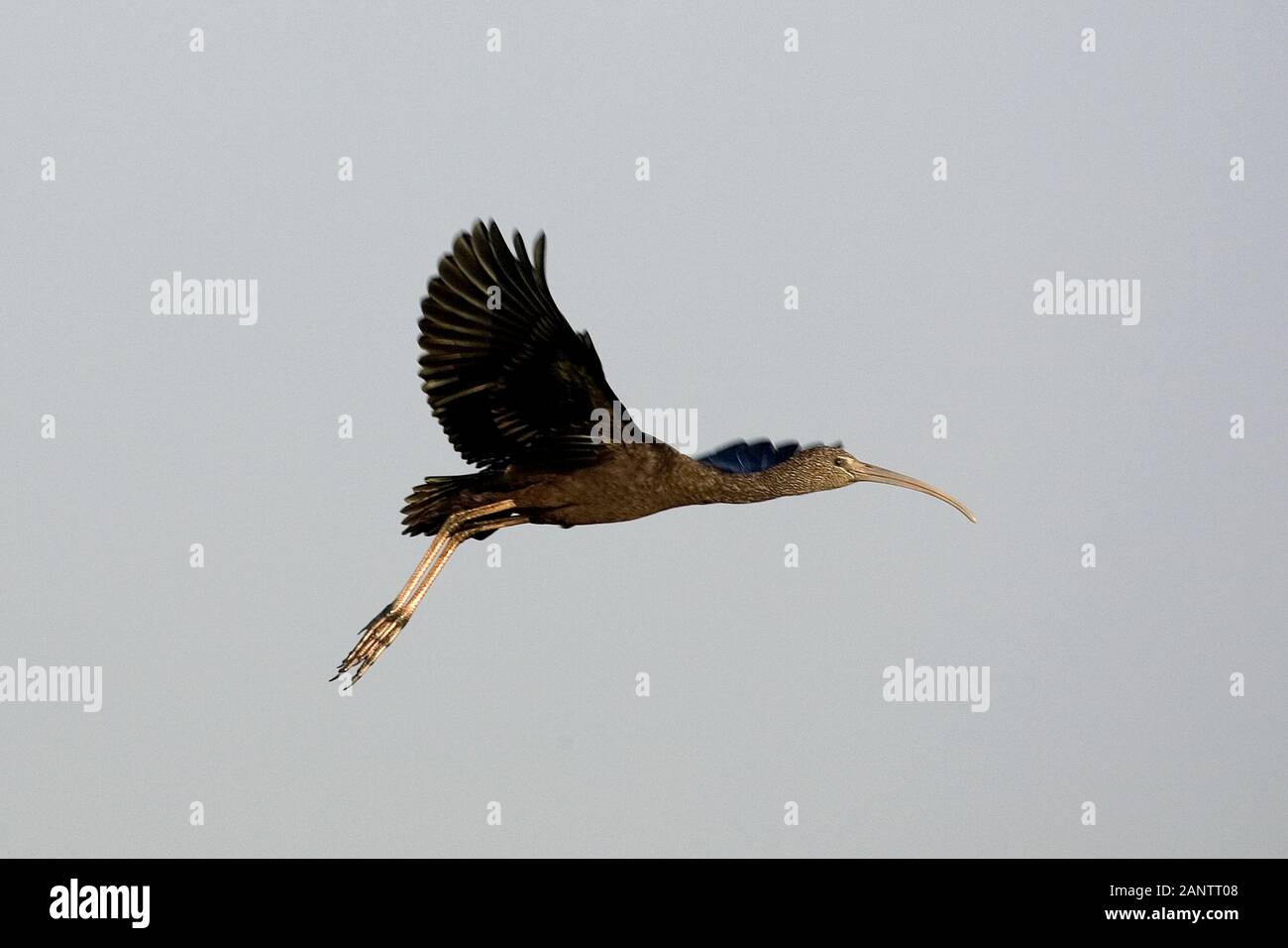 GREEN HERON mesembrinibis cayennensis, adulti in volo, LOS LIANOS IN VENEZUELA Foto Stock