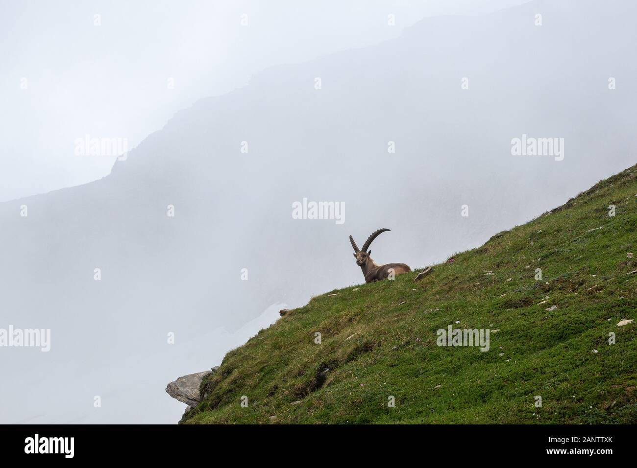 Capra ibex. Steinbock. La fauna alpina, Kodnitztal valley in Glocknergruppe nelle Alpi austriache. Austria. L'Europa. Foto Stock