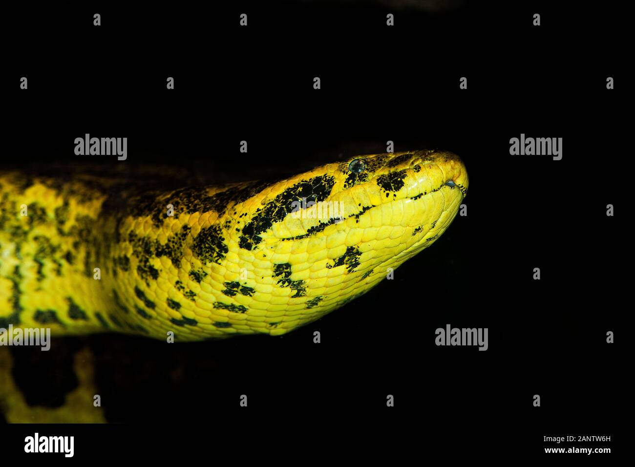 Giallo ANACONDA eunectes notaeus, TESTA DI ADULTO Foto Stock