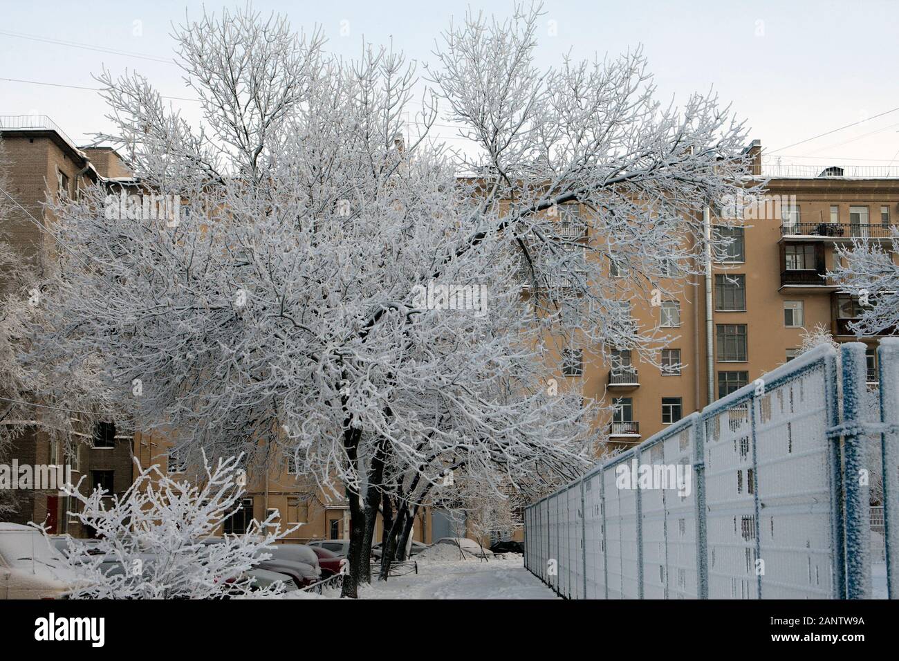 Campo da pallacanestro nel cortile urbano sotto la neve circondato da alberi innevati. San Pietroburgo. La Russia Foto Stock
