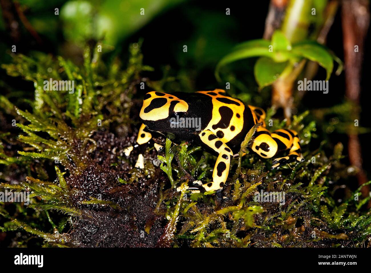 Giallo-nastrati rana di Poisson dendrobates leucomelas, adulti Foto Stock