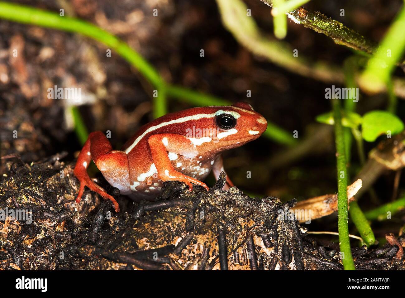 PHANTASMAL POISON FROG epipedobates tricolore, per adulti Foto Stock