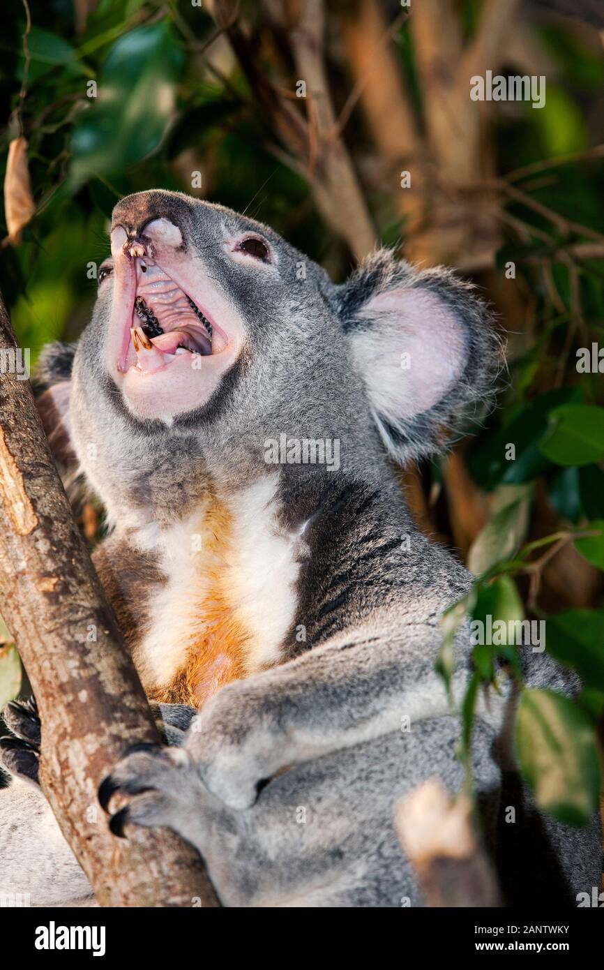 Il Koala phascolarctos cinereus, maschio sbadigli Foto Stock