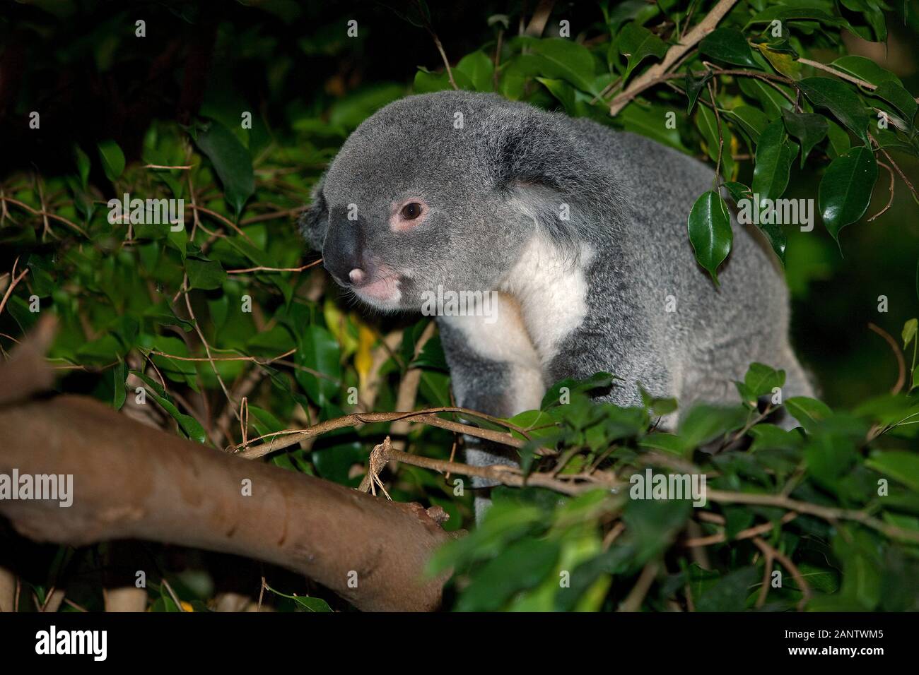 Koala phascolarctos cinereus, MASCHIO IN PIEDI NELL'ALBERO Foto Stock