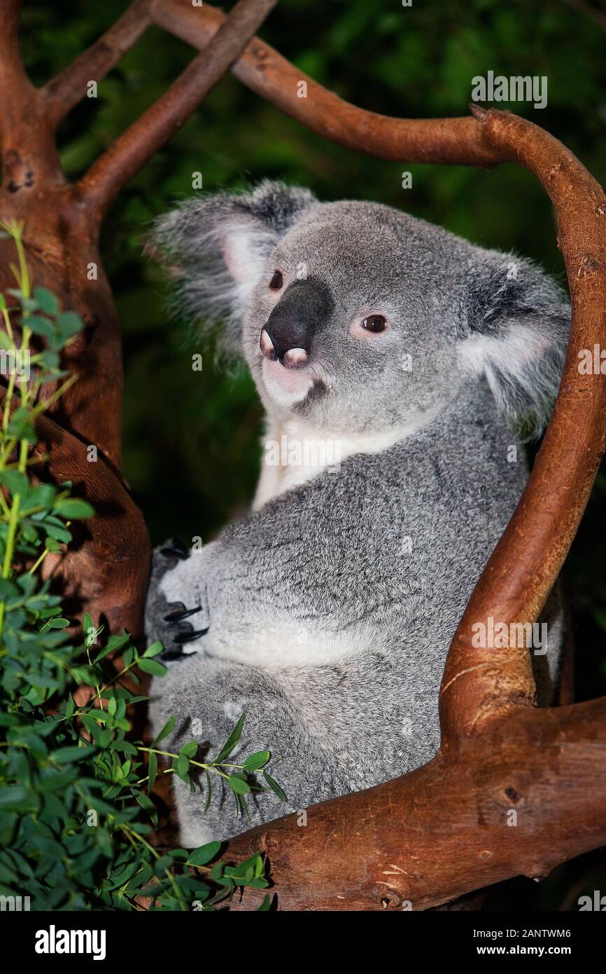 Il Koala phascolarctos cinereus, maschio Foto Stock