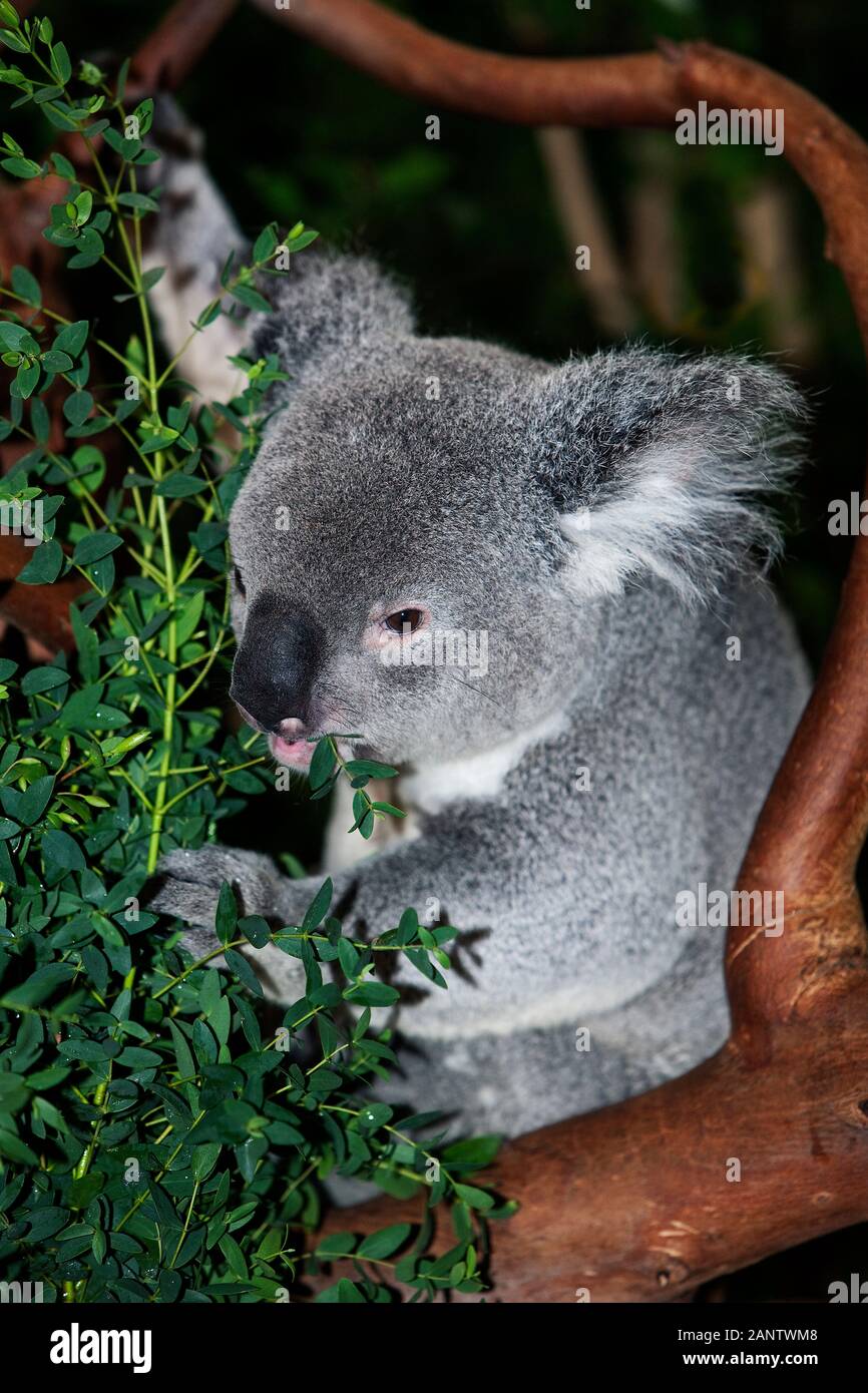 Koala phascolarctos cinereus, MASCHIO MANGIARE FOGLIE DI EUCALIPTO Foto Stock