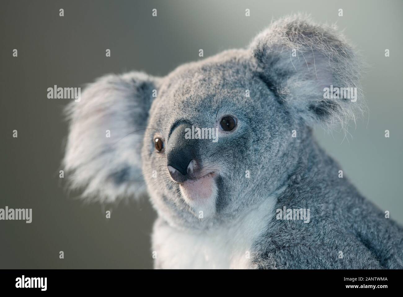 Il Koala phascolarctos cinereus, ritratto di donna Foto Stock