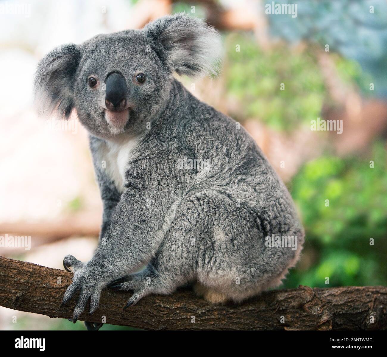 Koala phascolarctos cinereus, FEMMINA IN PIEDI SUL RAMO Foto Stock