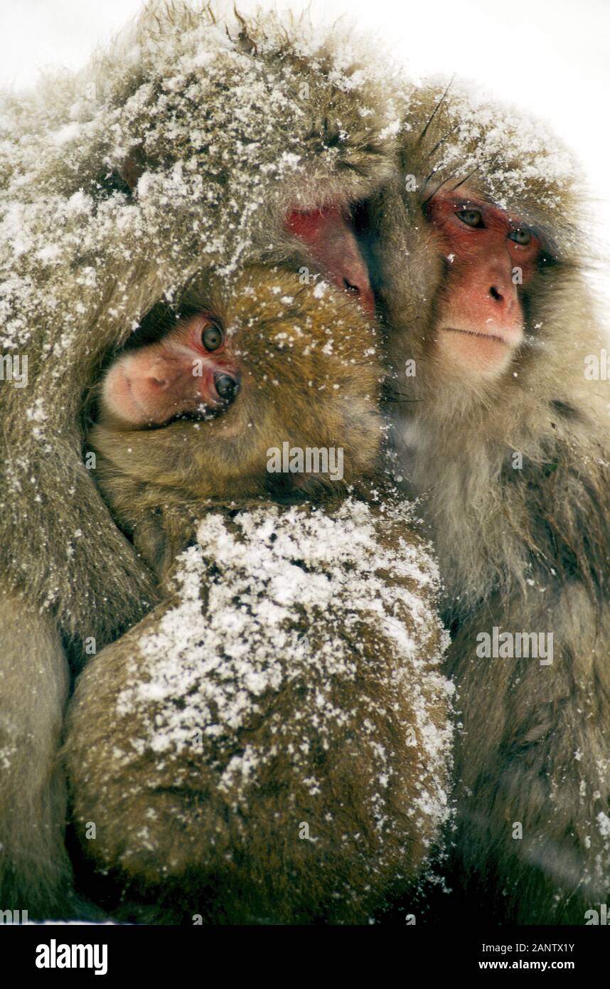 MACAQUE GIAPPONESE MACACA FUSCATA, GRUPPO COPERTO DI NEVE, HOKKAIDO ISLAND IN GIAPPONE Foto Stock