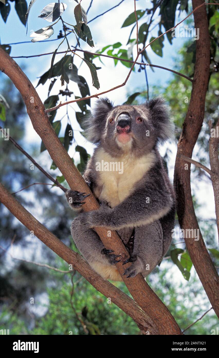 KOALA PHASCOLARCTOS CINEREUS, ADULTO IN PIEDI SUL RAMO, AUSTRALIA Foto Stock