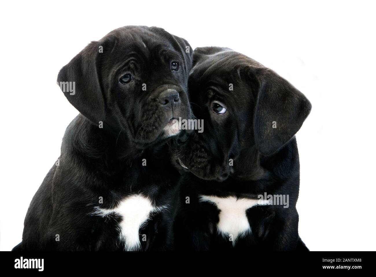CANE CORSO, un cane di razza da Italia, cuccioli contro uno sfondo bianco Foto Stock