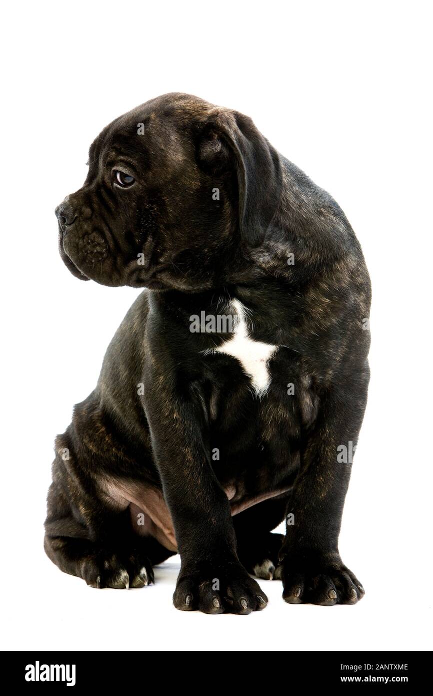 CANE CORSO, un cane di razza da Italia, cucciolo contro uno sfondo bianco Foto Stock