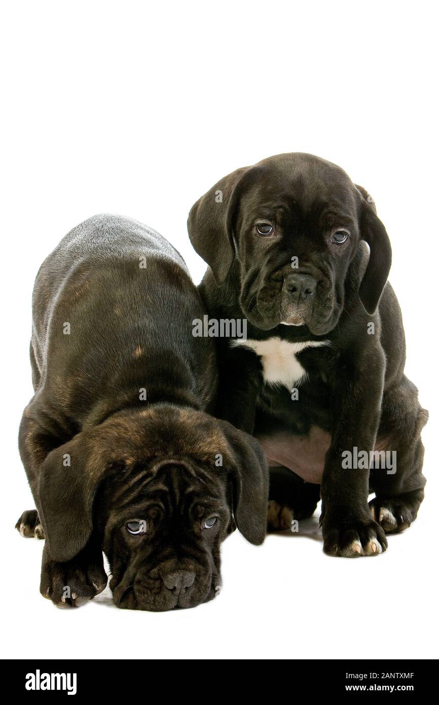 CANE CORSO, un cane di razza da Italia, cuccioli contro uno sfondo bianco Foto Stock