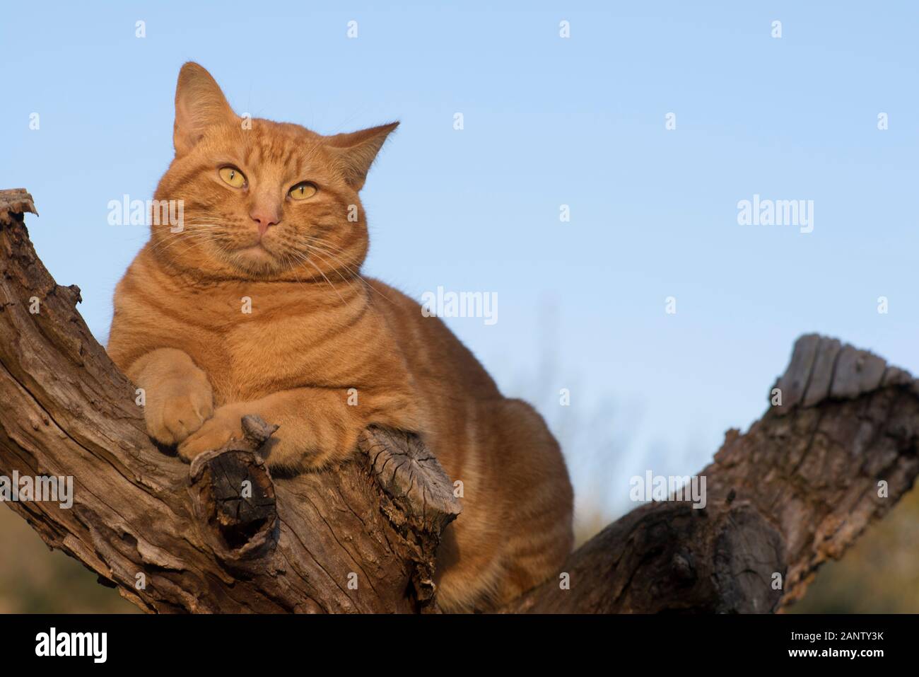 Lo zenzero tabby cat in una struttura ad albero Foto Stock