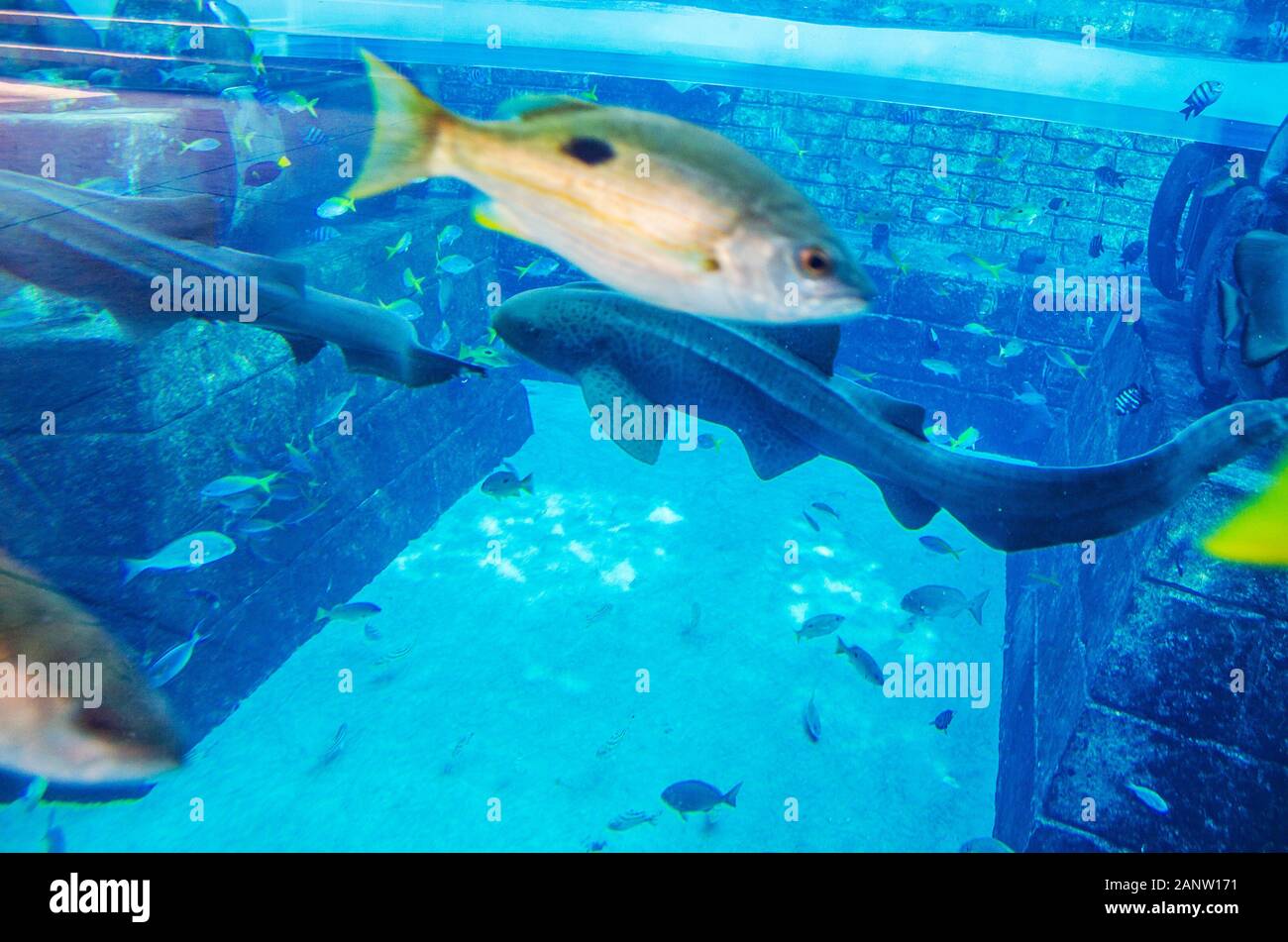 Interno dell'acquario di salto di fede scivolo in Dubai, Aquaventure Waterpark, Palm Jumeirah Foto Stock