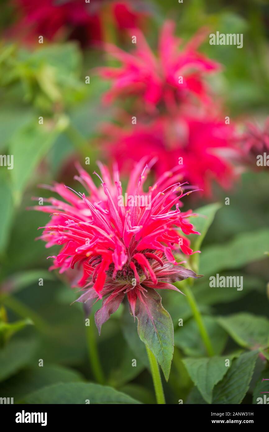 Monarda didyma (crimson beebalm, scarlet monarda, Oswego tè o di bergamotto), erbe aromatiche Foto Stock