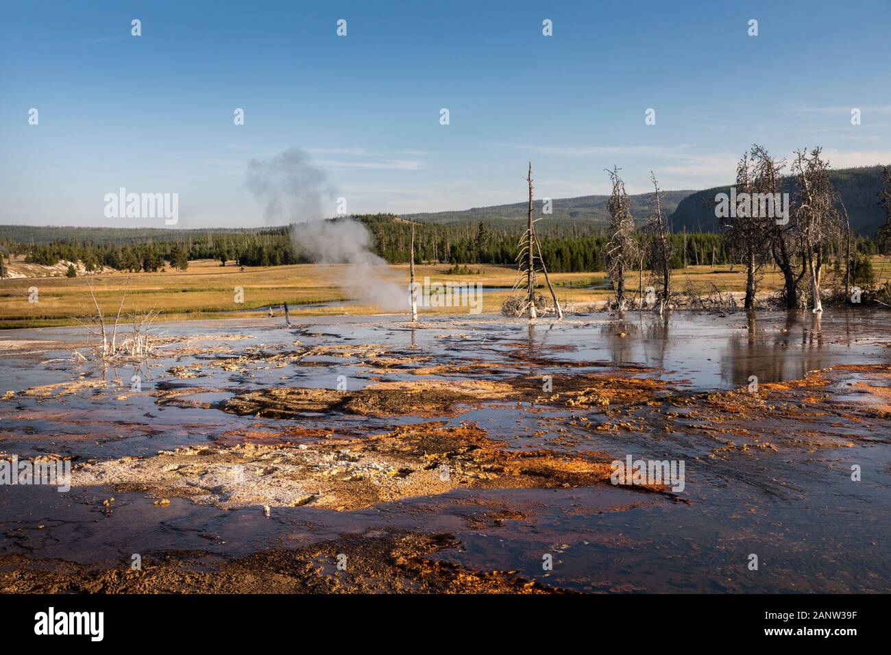Gli alberi morti al bacino di biscotto, il Parco Nazionale di Yellowstone, Wyoming USA Foto Stock