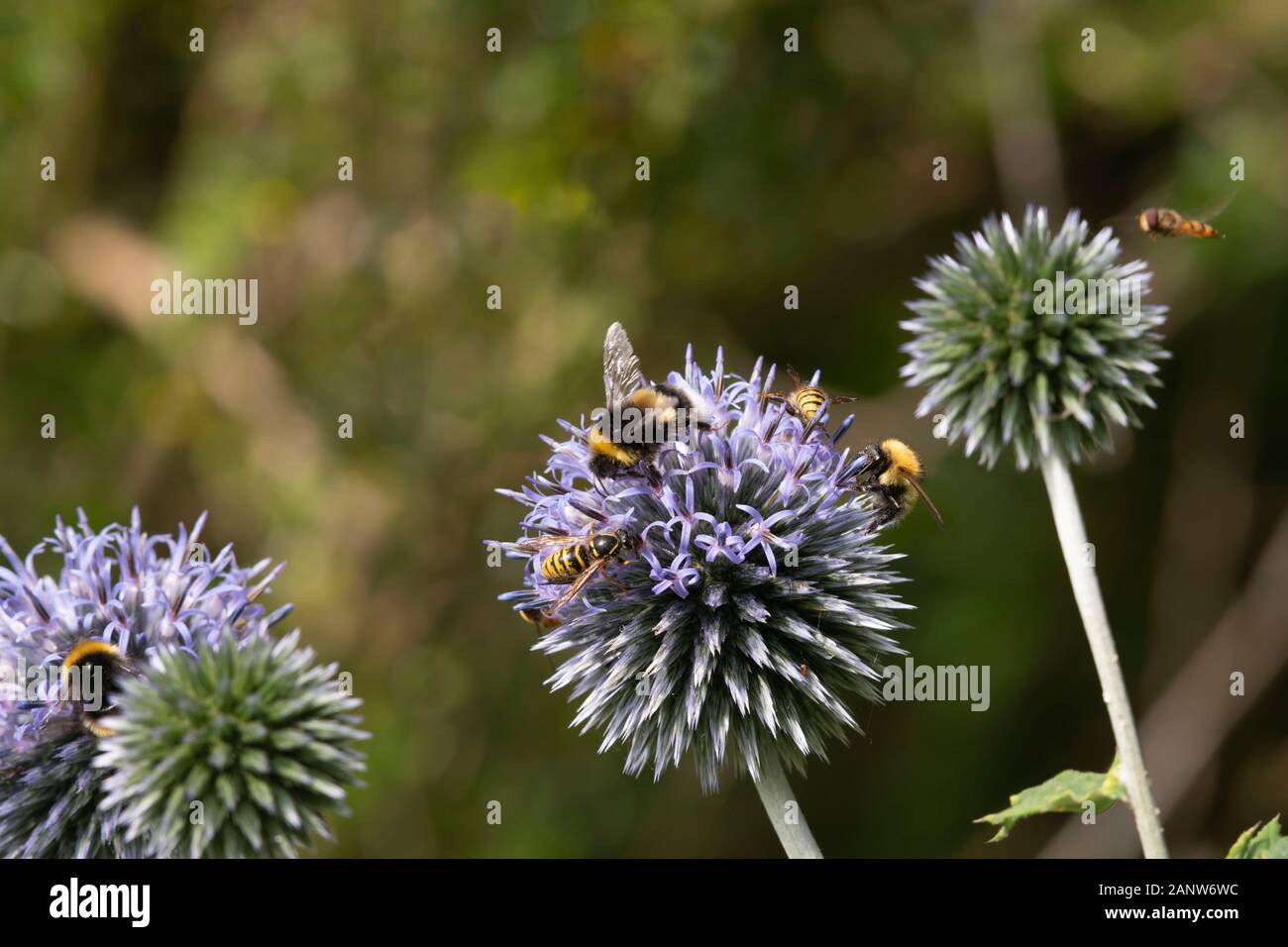 Bumblebees (Bombus Lucorum & Pascuorum), Wasps (Vespula Vulgaris) E Hoverfloses Si Radunano Su Globe Thistle Flowers Foto Stock