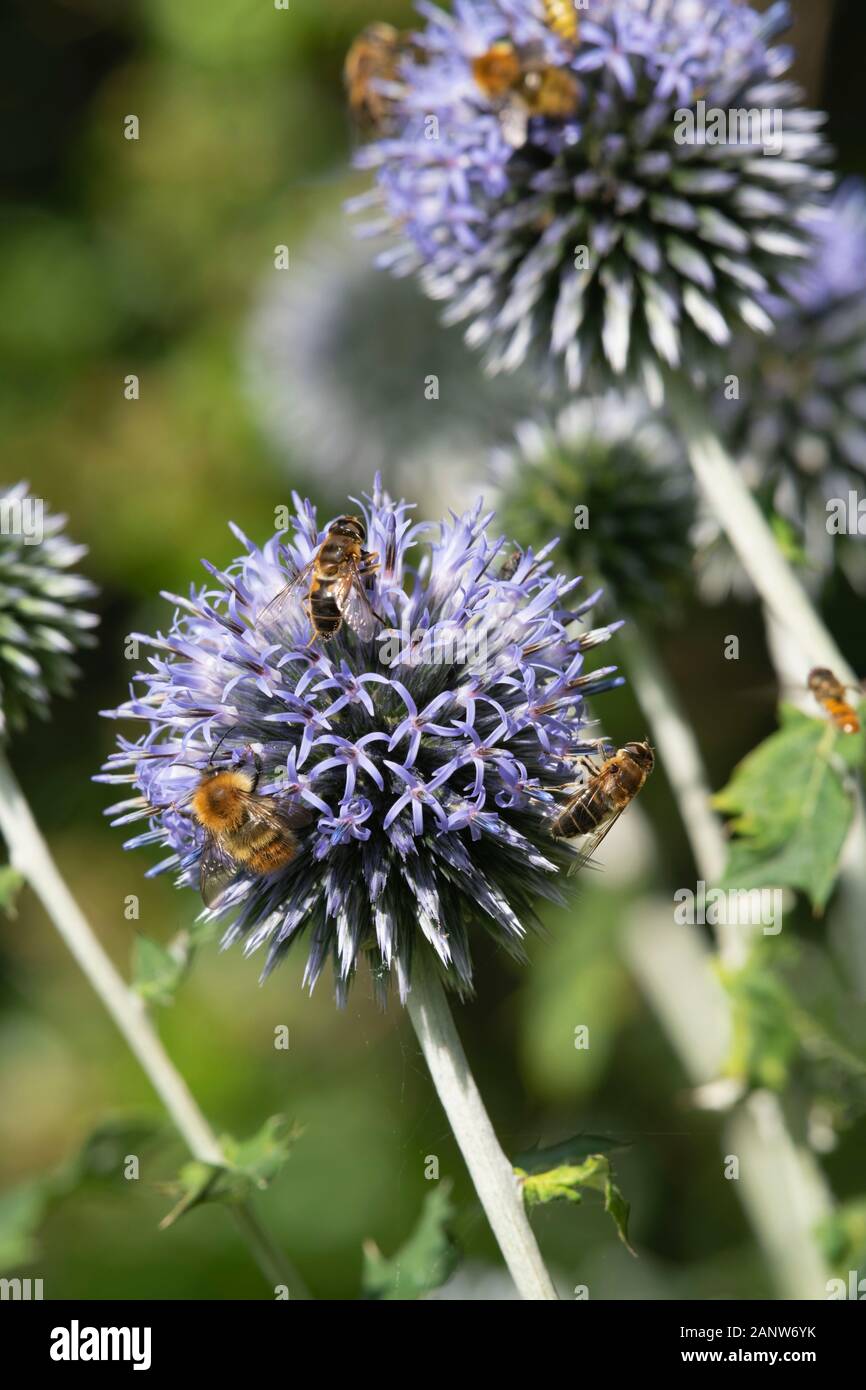 Moss (Eristalis Pertinax) E Moss Carder Bumblebees (Bombus Muscorum) Insieme Su Globe Thistle Flowers (Echinops Riro) Foto Stock